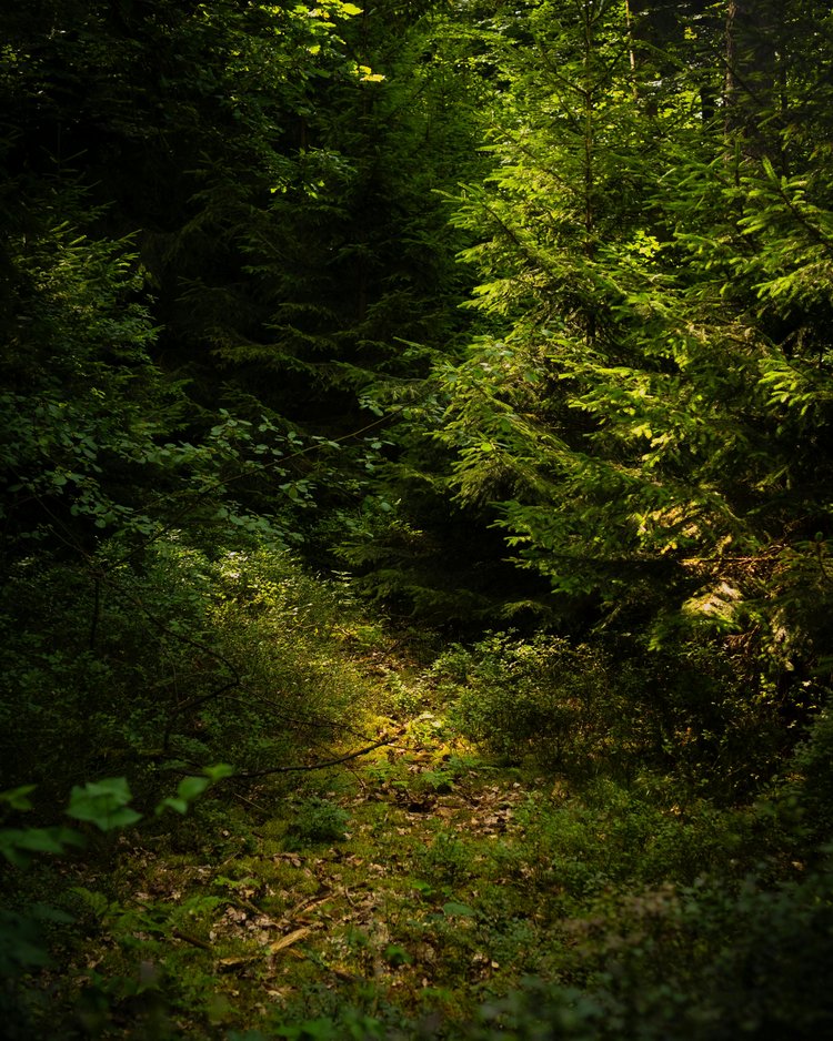 Waldweg mit dichtem grünen Laub und Sonnenlicht