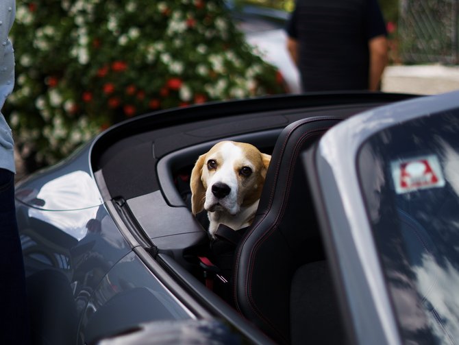 Hund schaut aus dem Fenster eines Cabriolets vor blühenden Sträuchern